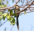 /album/photogallery/yellow-billed-shrike-jpg/